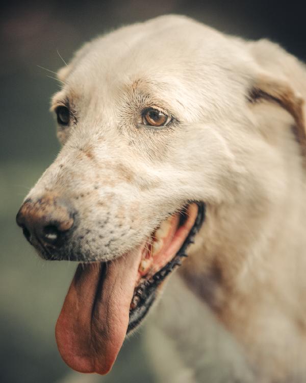 Easy, Una Labrador Color Miele